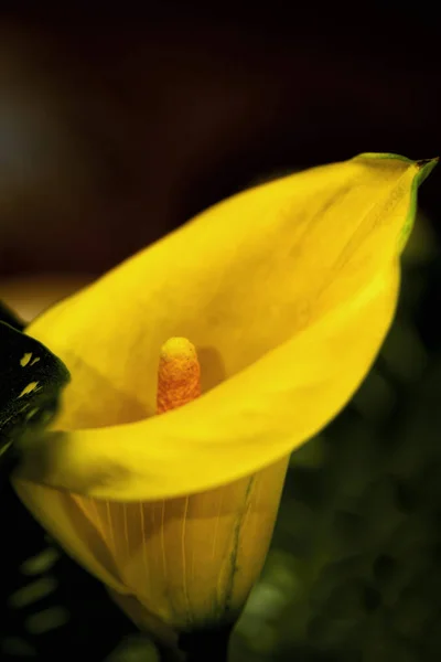 Ярко Желтая Калла Ливз Крупным Планом Растение Выращенное Ламп Зелёные — стоковое фото