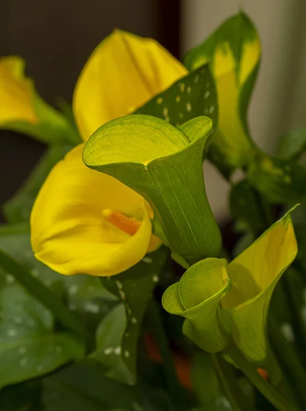 Beau Gros Plan Jaune Vif Calla Lilies Plante Issue Bulbes — Photo