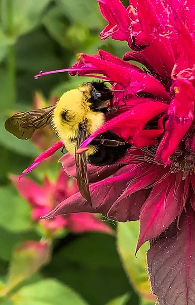 Close-up of a Large bumble bee on bee balm flowers in garden