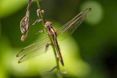 Doğal eleman güzel yusufçuk arka planda erken sabah güneşli bokeh yaprakları ile bahçede bir yaprak sapı üzerinde dinlenme.