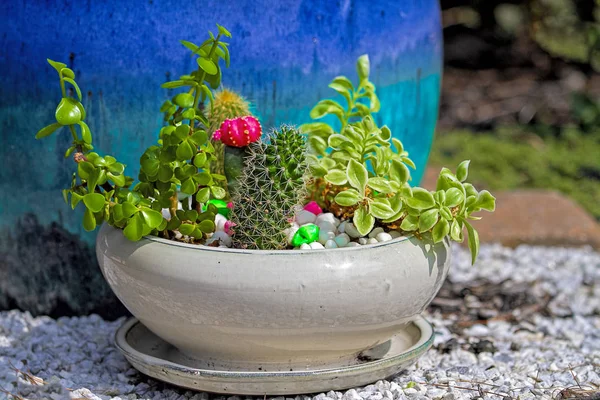 Plantas Cacto Com Variedade Plantas Suculentas Incluindo Uma Com Flor — Fotografia de Stock