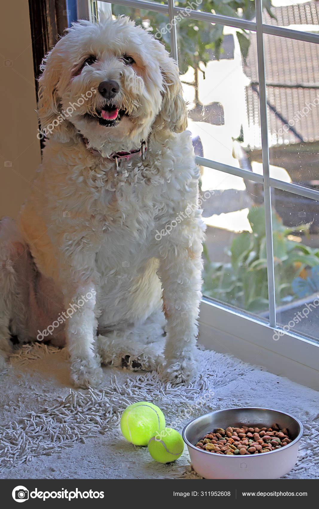 Grand Chien Doodle Blanc Doré Trouve Près Grande Fenêtre Cuisine — Photo de  stock par ©TrudyWilkerson - 311952608, image size:1067x1700