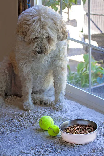 大きな白い黄金のドアの犬は彼の犬の食べ物によって大きな台所の窓のそばに座って いくつかのプレーボールは何をすべきかを熟考 — ストック写真