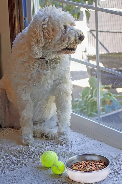 Large White Golden Doodle Dog Sits Large Kitchen Window His — Stock Photo, Image