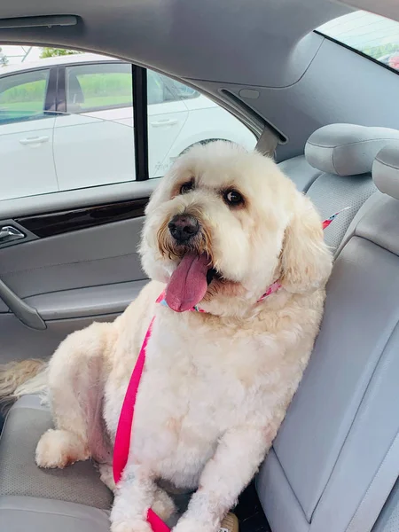 Large White Golden Doodle Sitting Car Eager Home Day Grooming — Stock Photo, Image