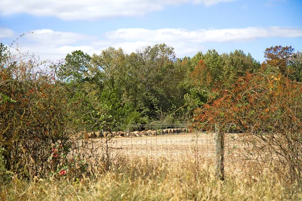 收割的农田用作干草和其他用途 秋天以树叶开始变色为背景 草皮在铁丝网后面打滚 — 图库照片