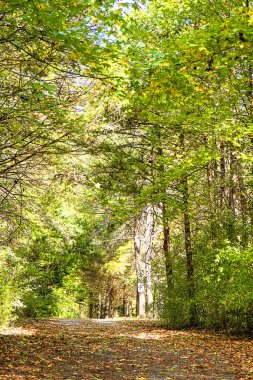 Kırsal yol / garaj girişleri sonbahar mevsiminde yeşilliklerin renk değiştirmeye başlamasıyla