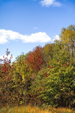 Parlak mavi gökyüzü ile erken sonbahar yaprakları 
