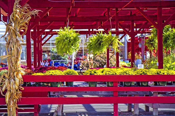 用外面右边的红色木头挂在外面 展示他们的植物 包括南瓜 菊花和更多的植物 吸引服装商到那里去购买 秋季时节的装饰 — 图库照片