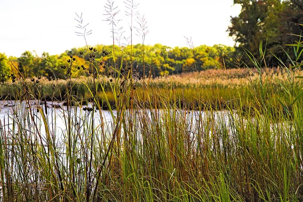 背の高い草や木に囲まれた小さな池の秋のイメージ — ストック写真