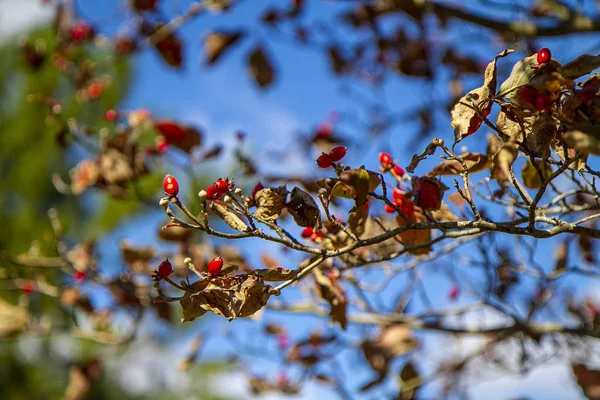 Apple Tree Fall Season Leaves Drying Withering Away Bright Red — Stock Photo, Image