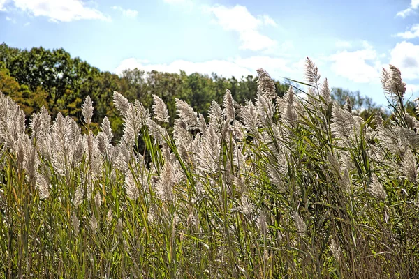 Lang Pampas Gras Groeit Langs Weg Blauwe Luchten Herfstseizoen — Stockfoto