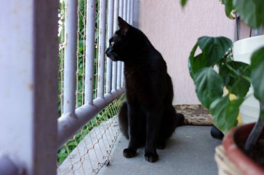 Balkon muhafaza içinde kara kedi