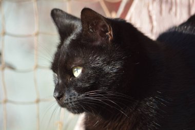 Kara kedi son sıcak öğleden sonraları soğuk, karanlık önce kış gün tadını güneşte tadını çıkarma