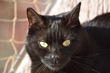 Kara kedi son sıcak öğleden sonraları soğuk, karanlık önce kış gün tadını güneşte tadını çıkarma