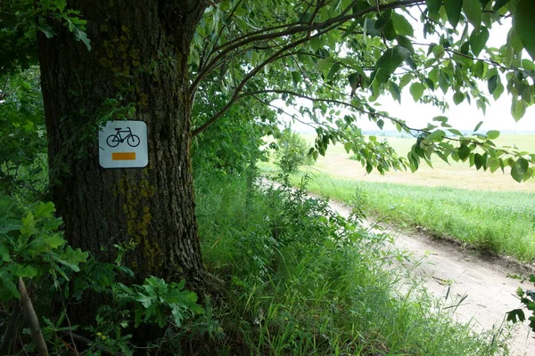 Tree lined country lane, cycle path sign on the thick trunk
