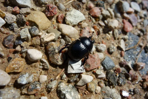 Dor beetle on the gravel path, closeup