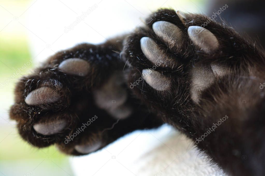 The underside of cat paws, closeup