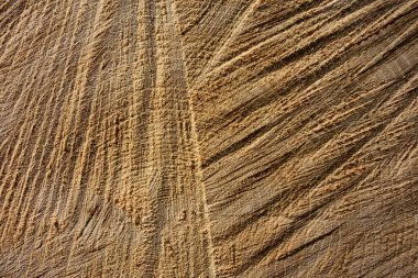 Ladin günlük çapraz kesim, makro