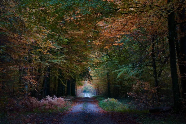 Seltsames Spiel Von Licht Und Farbe Der Herbstlichen Waldkulisse — Stockfoto