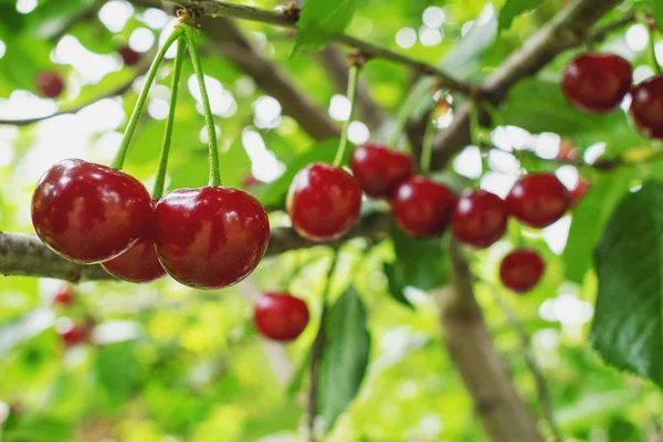 Fresh and shiny red cherries hanging on the tree on a warm summer day