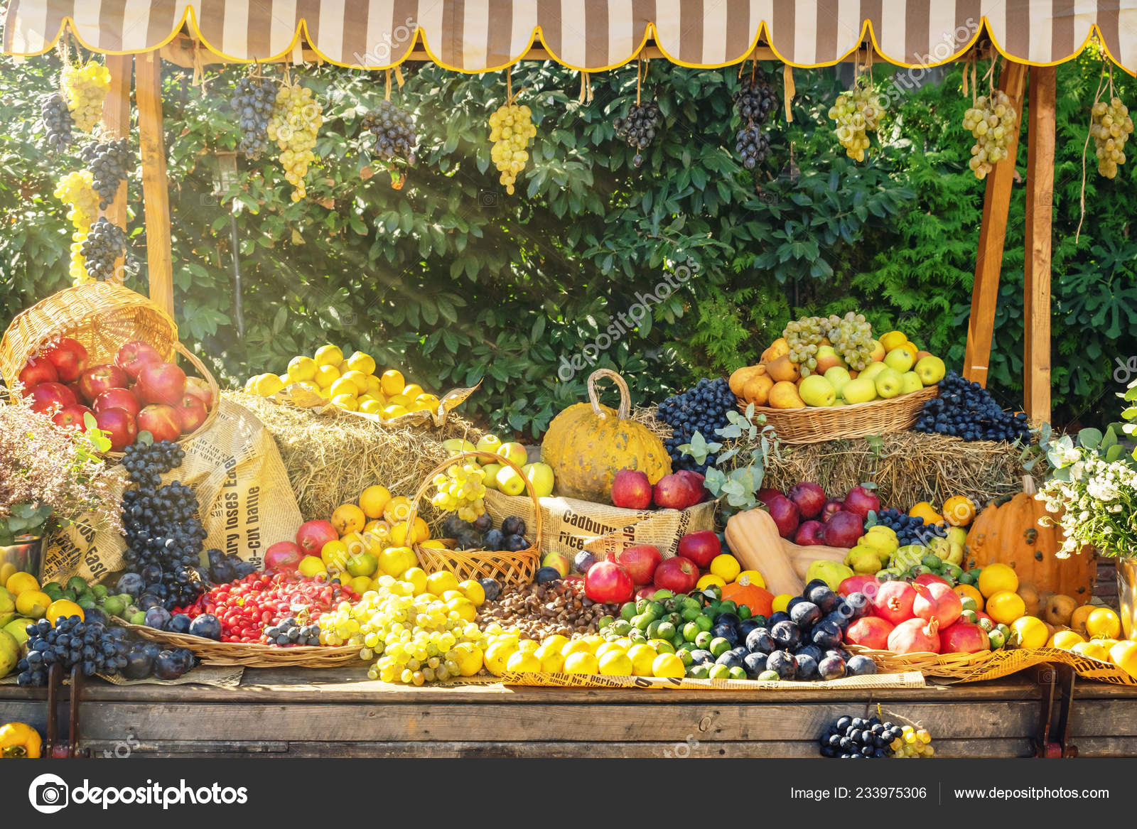 Autumn Season Agricultural Market Fair Display Vivid Fruits