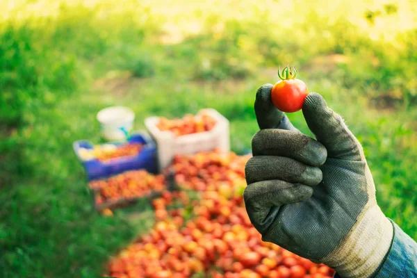 Agricultor sosteniendo un pequeño tomate orgánico de cereza recién cosechado en el campo - Imagen — Foto de Stock