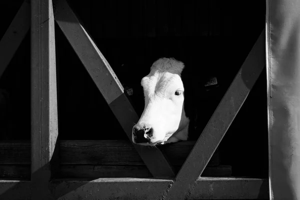 Small cow\'s head sticking outside from farm stable. - Black and white image