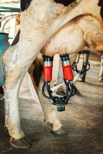 Close-up automatic milking machine attached to the udders of a domestic dairy cow on organic farm. - Image — Stock Photo, Image