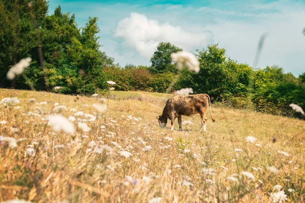 Mucca marrone libera che mangia erba su un pascolo pulito in campagna.- Immagine — Foto Stock