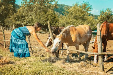 Atları çiftlikte besleme mavi elbiseli genç güzel kız