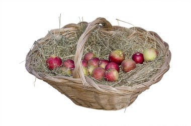 Bir sepet yakın çekim, Olgun elma üzerinde beyaz izole. Apple Bayramı günü kurtarıcısı