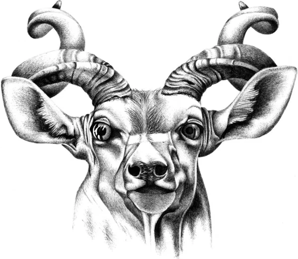 Gedetailleerde Pen Inkt Lijn Tekening Van Een Zuid Afrikaanse Kudu — Stockfoto