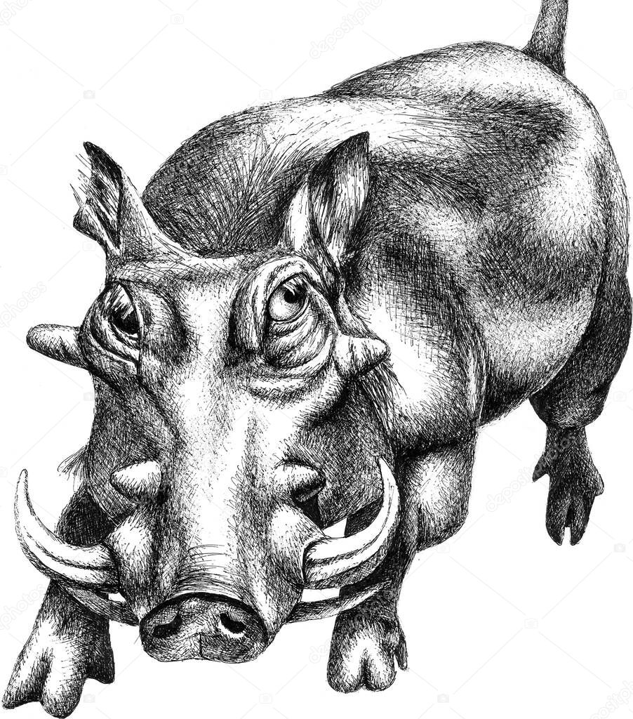 Detailed pen and ink line drawing of a South African warthog 
