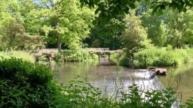 Akıntılı bir nehir şelalesi, iki taş ve ahşap köprünün içinden akar. Arka planda uzun yeşil ağaçlar ve ilkbaharda alınan ön planda ısırgan otları olan ormanlık bir ormanla çevrilidir. Morden Hall Parkı, Colliers Ormanı, İngiltere
