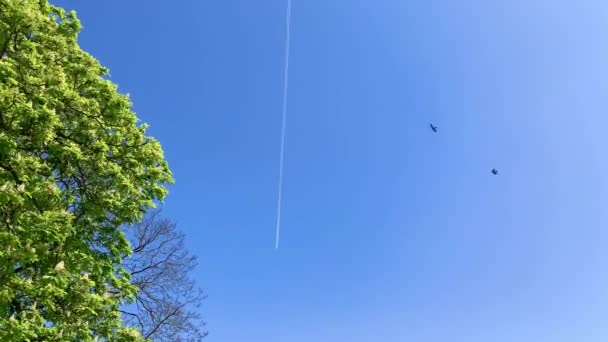 在天空中飞行的商业客机与无云的蓝天相映成趣 喷气式气流在飞机后面翻滚 一棵郁郁葱葱的绿树把镜头架在左边 右边有复制的空间 鸟儿飞进飞出录像 Colliers Wood — 图库视频影像