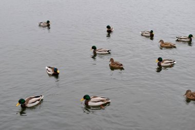 Gölde yüzen ördekler