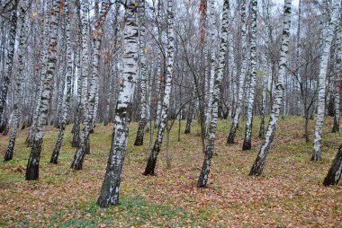 Ternopil, Ukrayna 'da huş ağacı