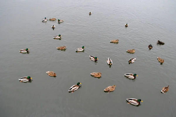 Ducks Está Nadando Lago — Foto de Stock