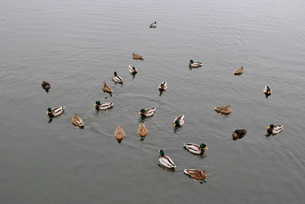 Lot Ducks Water — Stock Photo, Image