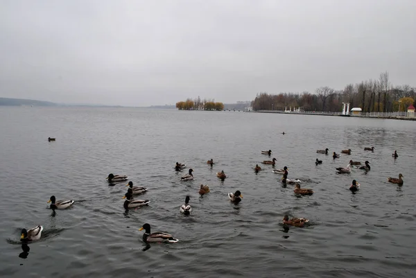 Troupeau Canards Sur Lac Ukraine — Photo