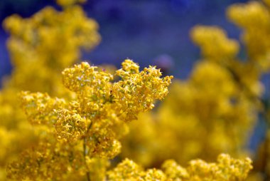 Bahçedeki sarı çiçekler