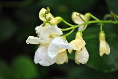 Bahçedeki güzel beyaz çiçekler