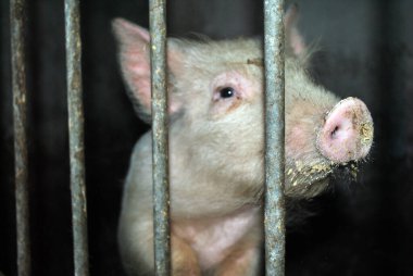 Kafesteki domuz.