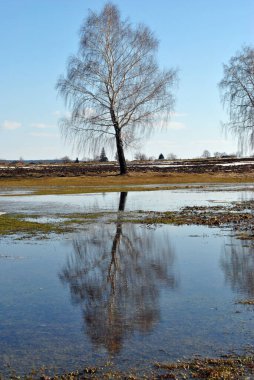 Tarlada yapayalnız ağaç.