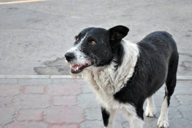 Şirin bir köpeğin portresi.