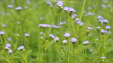 Rüzgarda sallanan güzel çiçek mor çiçekler. Açık havada gündüz yaz gününde. Kırsal portre görünümü. Sığ dof. Doğa arka plan.