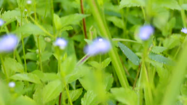 Rüzgarda sallanan güzel çiçek açan, sesli video mor çiçekler pan. Açık havada gündüz yaz gününde. Kırsal portre görünümü. Sığ dof. Doğa arka plan.