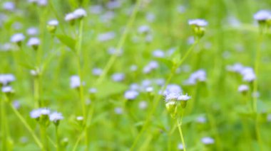 Rüzgarda sallanan güzel çiçek mor çiçekler. Açık havada gündüz yaz gününde. Kırsal portre görünümü. Video, sığ dof, shift odak zoom. Doğa arka plan.