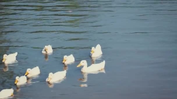 Eine Herde Weißer Enten Schwimmt Teichwasser Sommertagen Tagsüber Freien Harmonie — Stockvideo